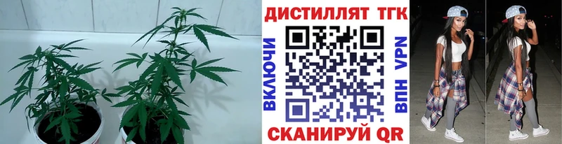 MEGA как войти  Бирск  Дистиллят ТГК концентрат 