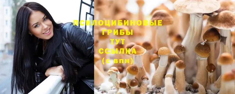 Псилоцибиновые грибы Cubensis  Бирск 